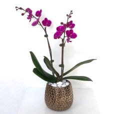 Mini Purple Orchid Golden Vase