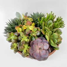 Assort. Succulent 30Cm Pot Large