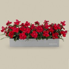 Red Rose Flower Box (Original)
