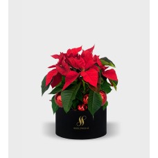 Festive Poinsettia Round Box