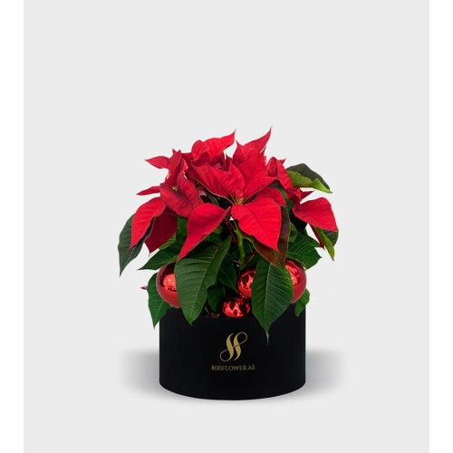 Festive Poinsettia Round Box