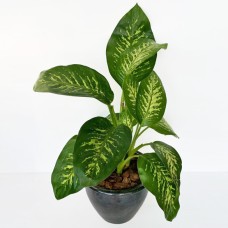 Dieffenbachia Plant