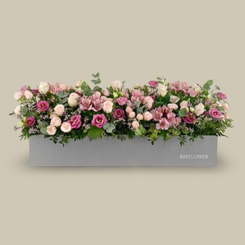 Jardin Du Roi Box