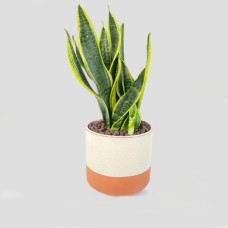 Snake Plant With White And Orange Pot