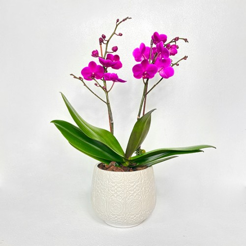 Purple Midi Orchid Bliss