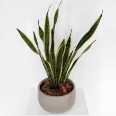 Snake Plant Grey Pot