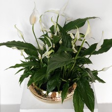 Spathiphyllum Plant
