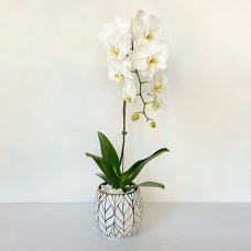 White Phalaenopsis Orchid