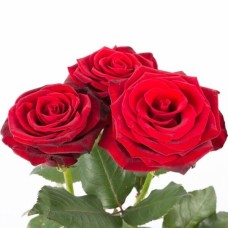 3 Long-stemmed red Roses