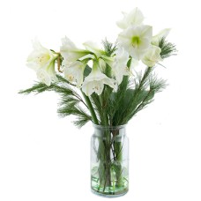 White Amaryllis in vase (3 stems)