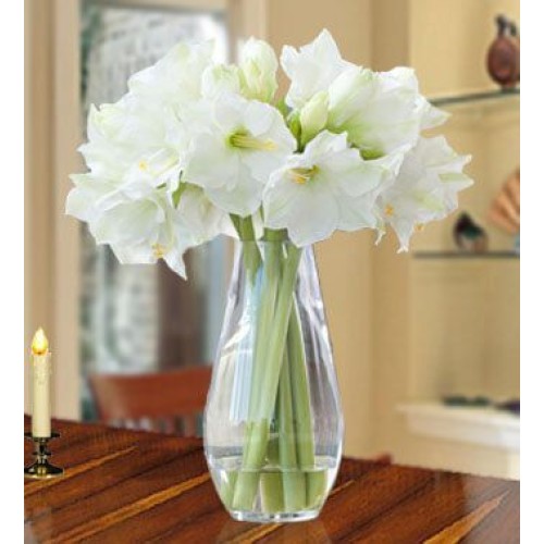 Charming Amaryllis (30 Amaryllis)