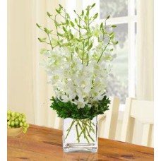 Purity (20 White Orchid)