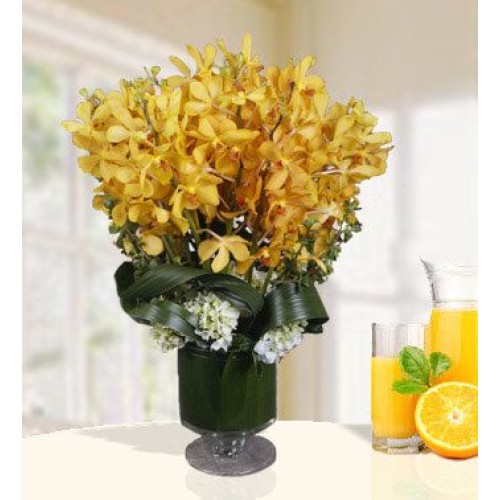 Golden Hue (30 Yellow Mokara)