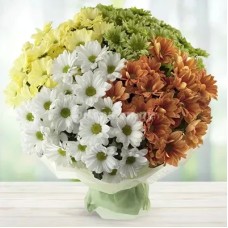 Amazing Daisies (Classic)