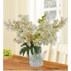Realistic White Cymbidium Orchid (Classic)