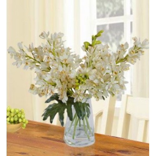 Realistic White Cymbidium Orchid (Classic)