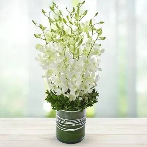 Perfect White (Classic)