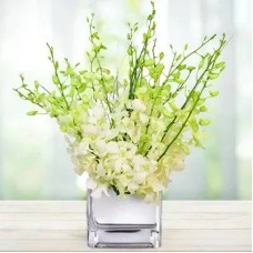 Serenity Orchids (Classic)