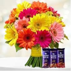 Gerbera And Chocolate (Classic)