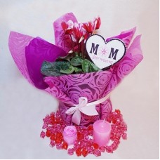 Cyclamen Wrapped
