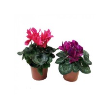 Cyclamen Plant