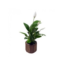 Spathiphyllum (Small)