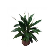 Spathiphyllum