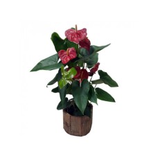 Anthurium Large