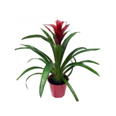 Guzmania