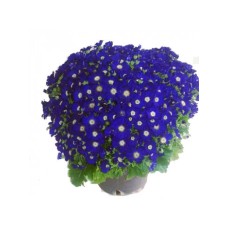 Cineraria Plant