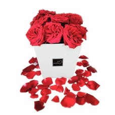 White and Red Box