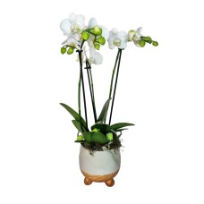 White Orchid
