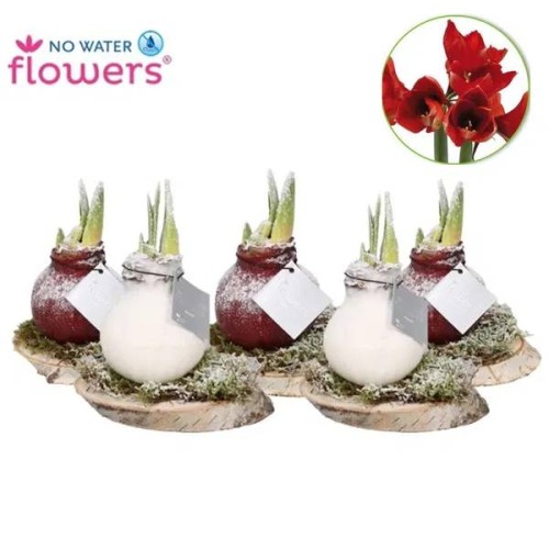 Amaryllis Snow