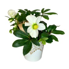 Christrose Helleborus