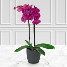 Pink Colorful double Orchid