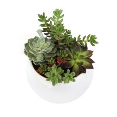 Succulent Bowl