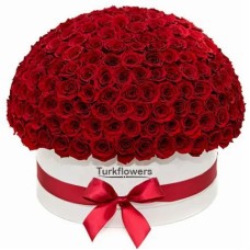 151 Red Roses in Box