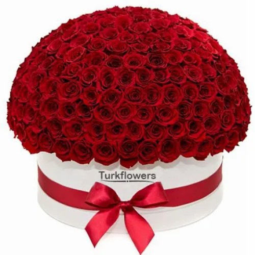 151 Red Roses in Box