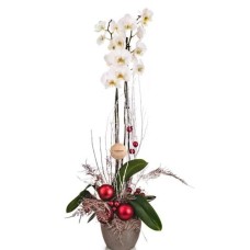 New Year Orchid Plant
