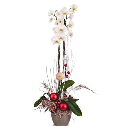 New Year Orchid Plant
