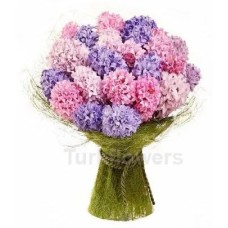 Clor hyacinth
