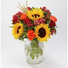 CHEERFUL ORANGE ROSE PLANT