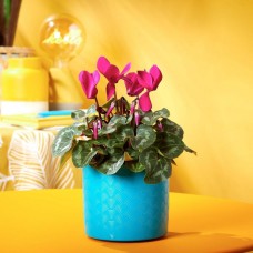 Sweet Cyclamen - Plant Of The Month