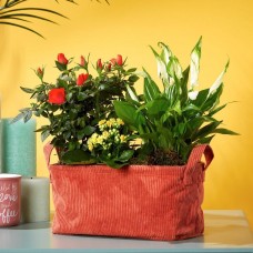 Mixed Autumn Planter