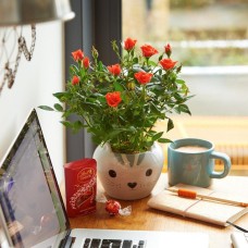 Cute Cat Ceramic