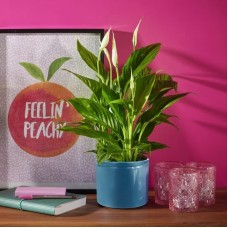 Serene Peace Lily