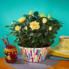 Sunny Rose Bowl