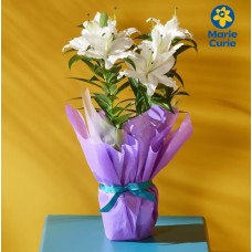 Gift Wrapped Oriental Lily