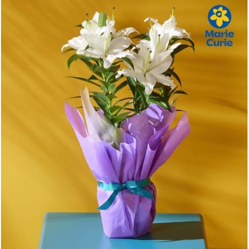 Gift Wrapped Oriental Lily