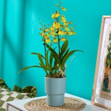Joyful Yellow Orchid